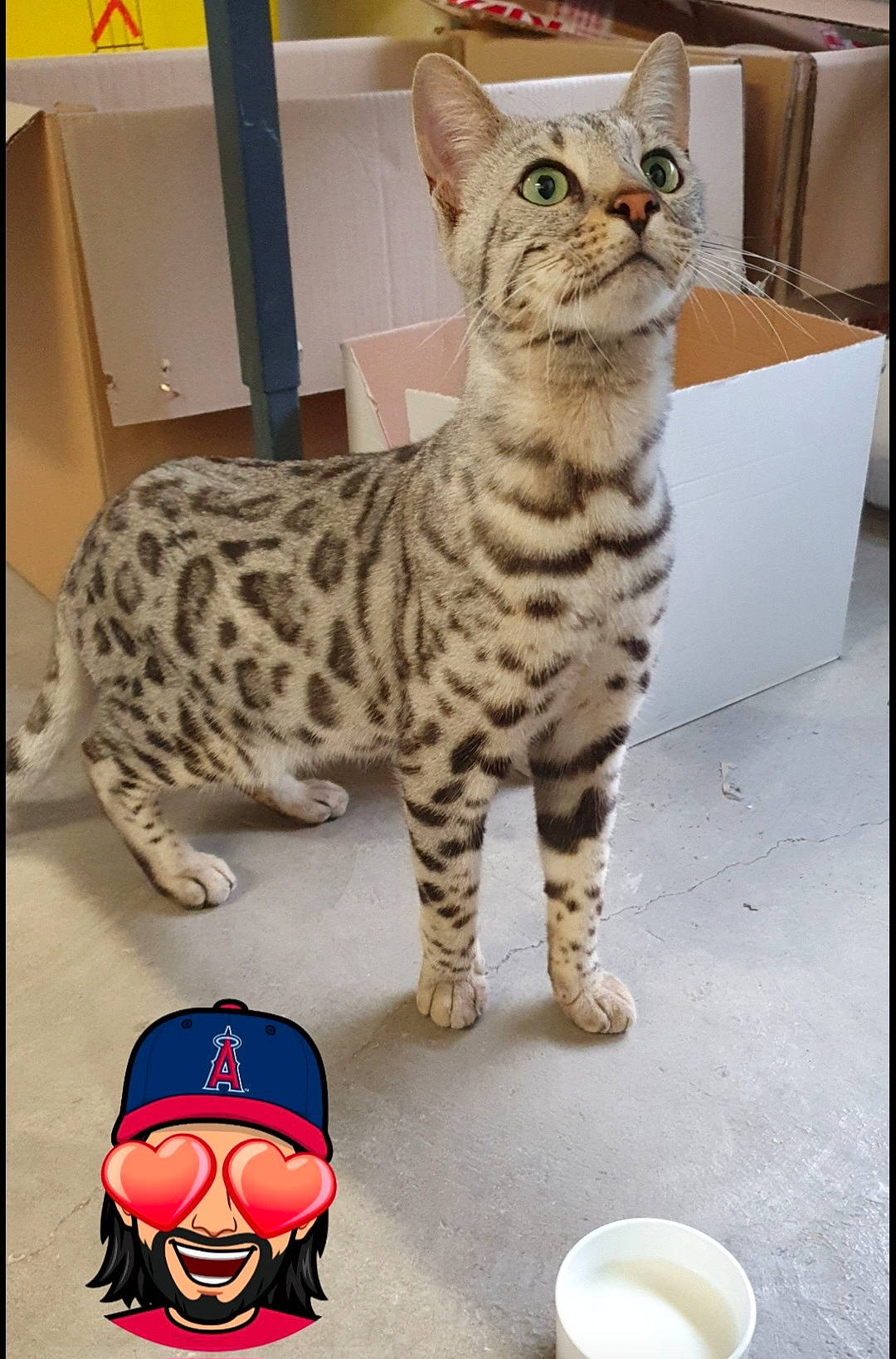 Simba participe au concours pour gagner de l'argent avec cette photo : action_figure, art, carmine, carnivore, cat, cup, drinkware, felidae, fictional_character, fur, personal_protective_equipment, serveware, small_to_medium_sized_cats, snout, stuffed_toy, tail, terrestrial_animal, toy, whiskers, wildlife