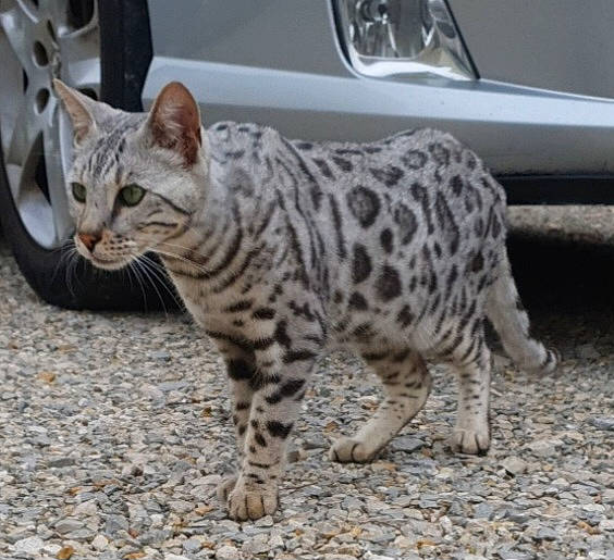 Simba a rejoint le concours — aidez-le/la à gagner de superbes lots ! automotive_fog_light, carnivore, cat, claw, felidae, fur, motor_vehicle, small_to_medium_sized_cats, snout, terrestrial_animal, tire, vehicle, whiskers, wildlife