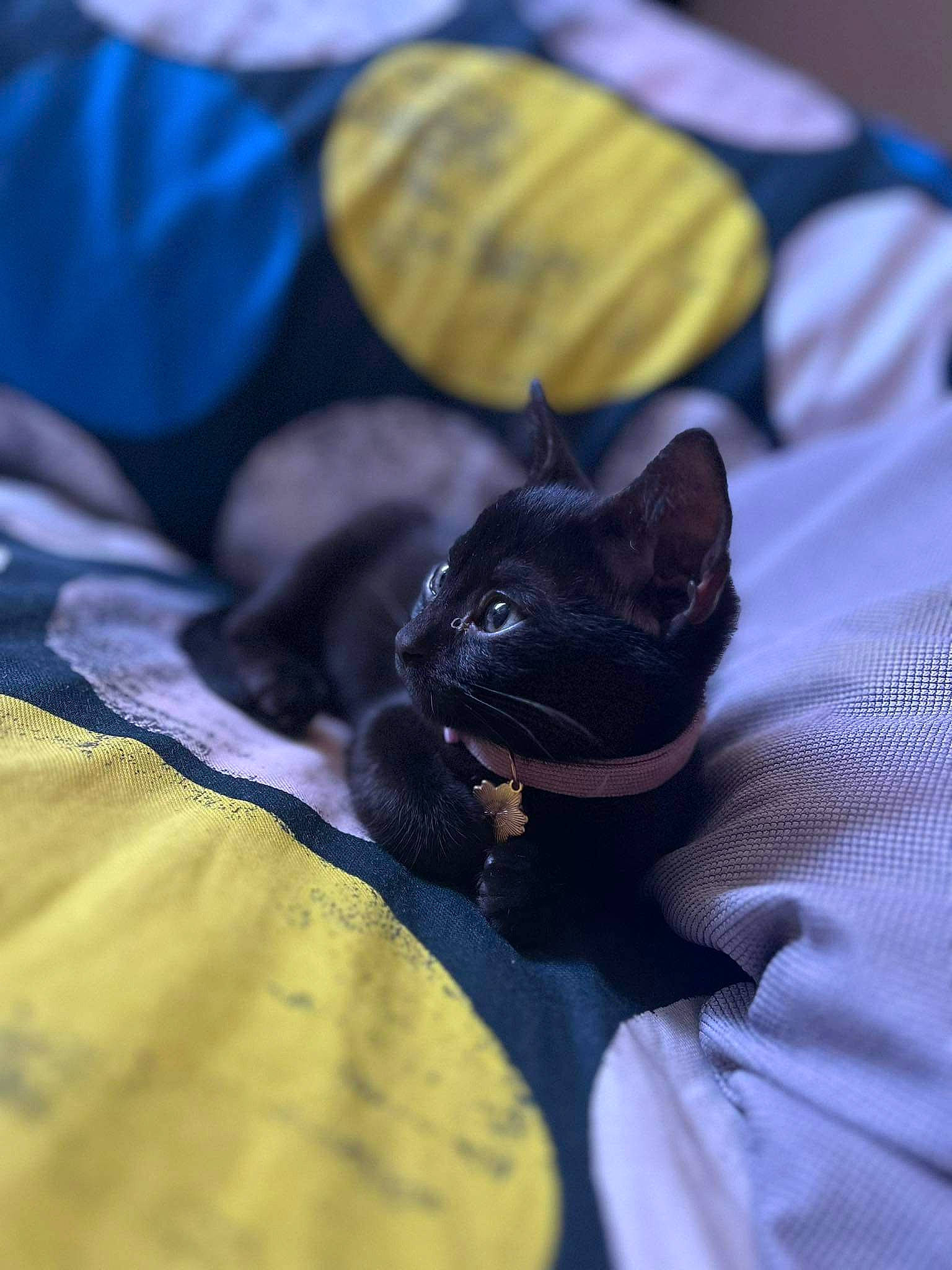 Luna Et Lilo participe au concours pour gagner de l'argent avec cette photo : black_cat, bombay, carnivore, cat, comfort, companion_dog, dog_breed, domestic_short_haired_cat, electric_blue, felidae, fur, gesture, grey, linens, purple, sleeve, small_to_medium_sized_cats, snout, textile, whiskers