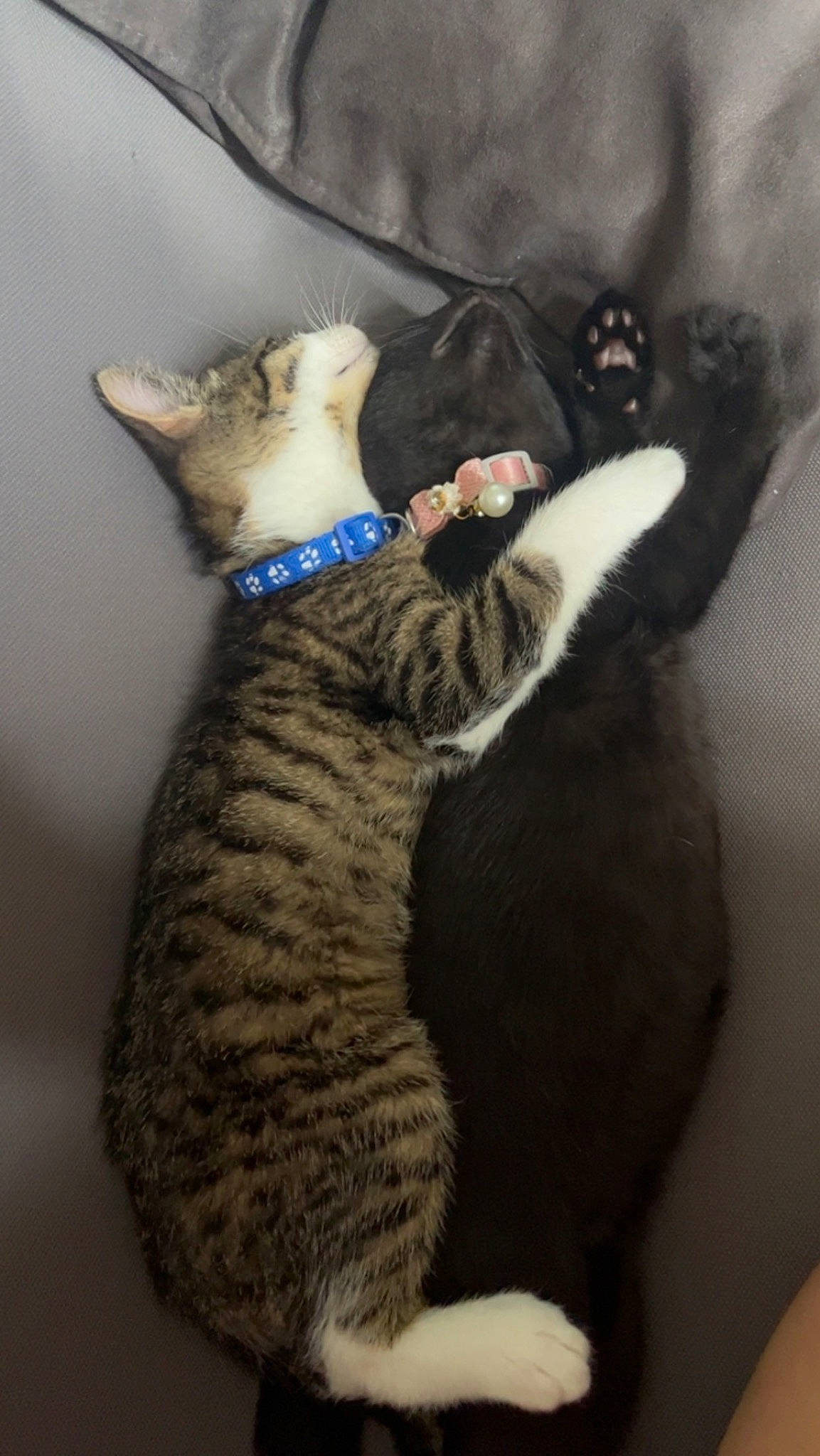 Luna Et Lilo participe au concours pour gagner de l'argent avec cette photo : carnivore, cat, claw, comfort, domestic_short_haired_cat, ear, felidae, fur, gesture, head, paw, small_to_medium_sized_cats, snout, tail, terrestrial_animal, whiskers