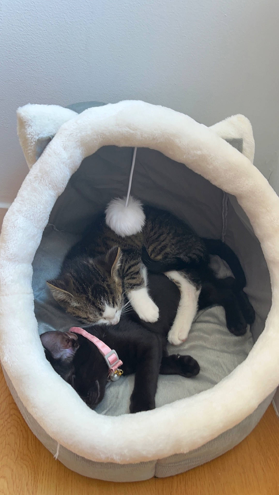 Luna Et Lilo a rejoint le concours — aidez-le/la à gagner de superbes lots ! bag, carnivore, cat, cat_bed, cat_supply, comfort, domestic_short_haired_cat, fang, felidae, fur, nap, paw, pet_supply, small_to_medium_sized_cats, tail, terrestrial_animal, whiskers