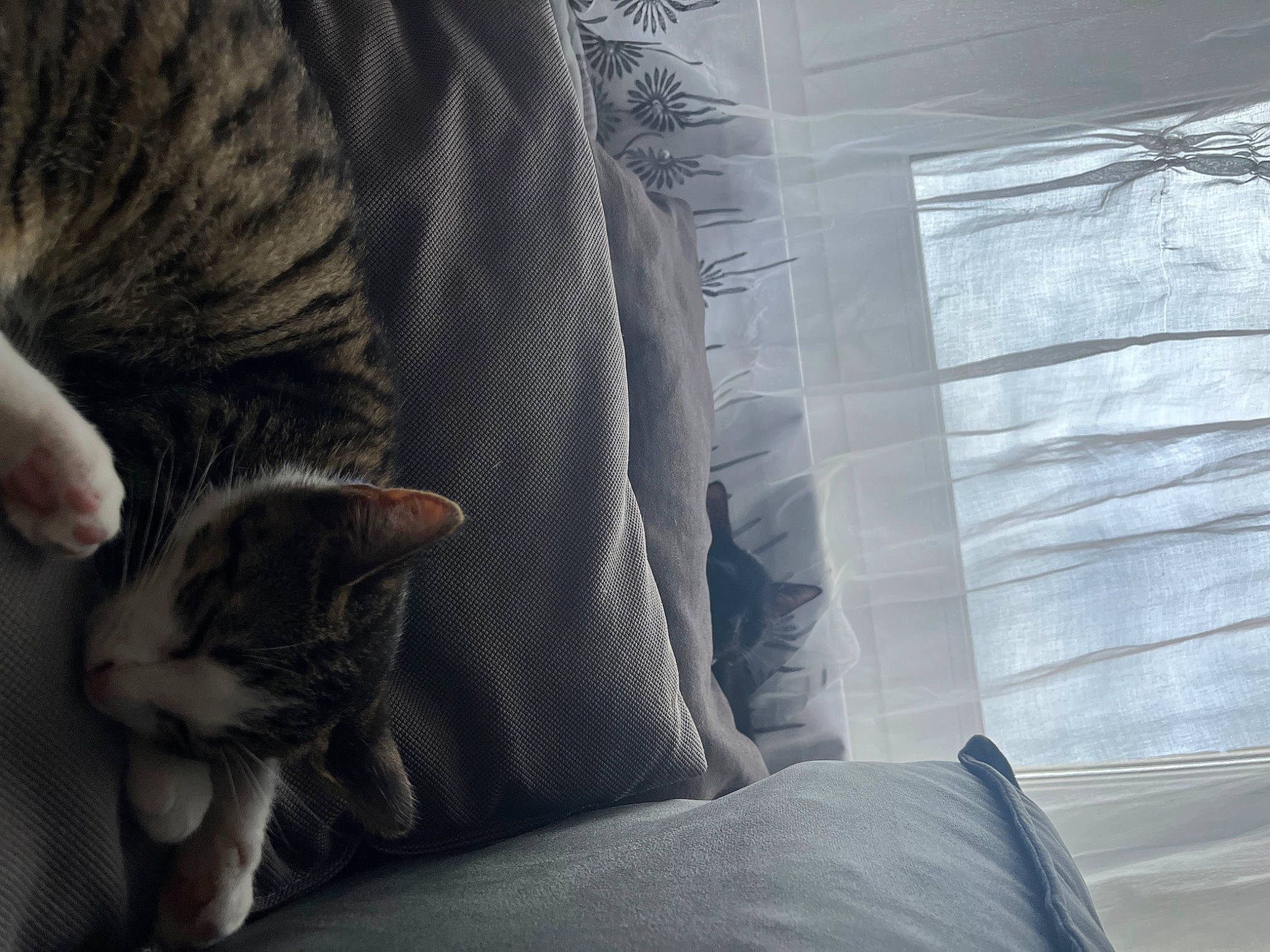 Lilo a rejoint le concours — aidez-le/la à gagner de superbes lots ! bedding, carnivore, cat, claw, comfort, domestic_short_haired_cat, felidae, fur, grey, human_leg, linens, nap, paw, sitting, small_to_medium_sized_cats, snout, tail, tints_and_shades, whiskers, wood