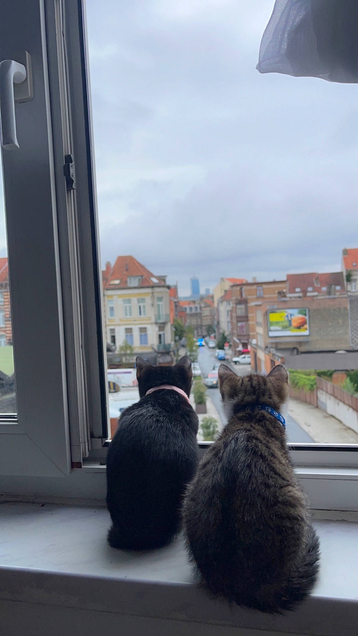 Lilo participe au concours pour gagner de l'argent avec cette photo : building, carnivore, cat, cloud, daylighting, domestic_short_haired_cat, felidae, flowerpot, fur, glass, house, plant, sitting, sky, small_to_medium_sized_cats, street, tail, tree, whiskers, window