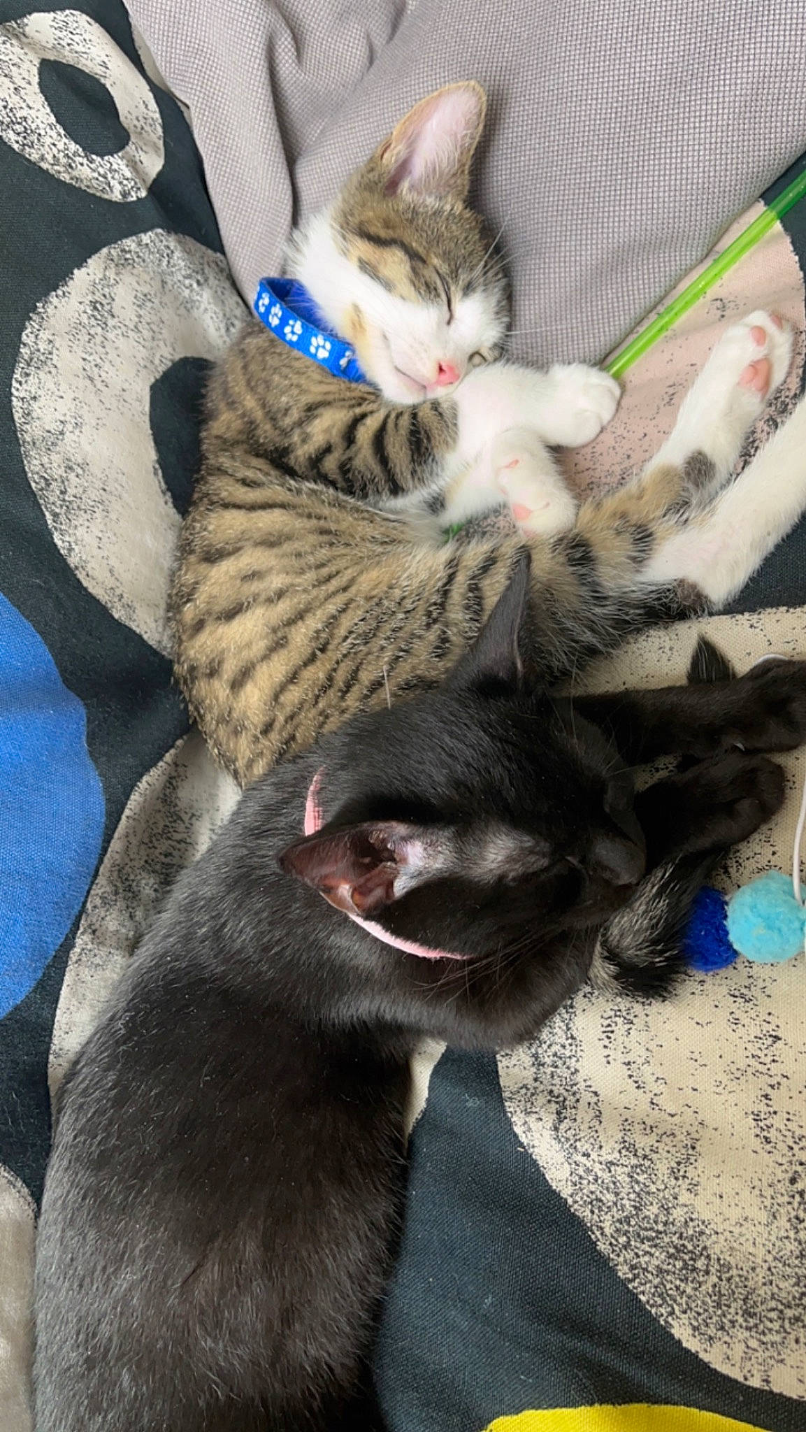 Lilo a rejoint le concours — aidez-le/la à gagner de superbes lots ! carnivore, cat, claw, collar, comfort, domestic_short_haired_cat, fang, felidae, fur, grey, mammal, nap, paw, small_to_medium_sized_cats, tail, terrestrial_animal, whiskers