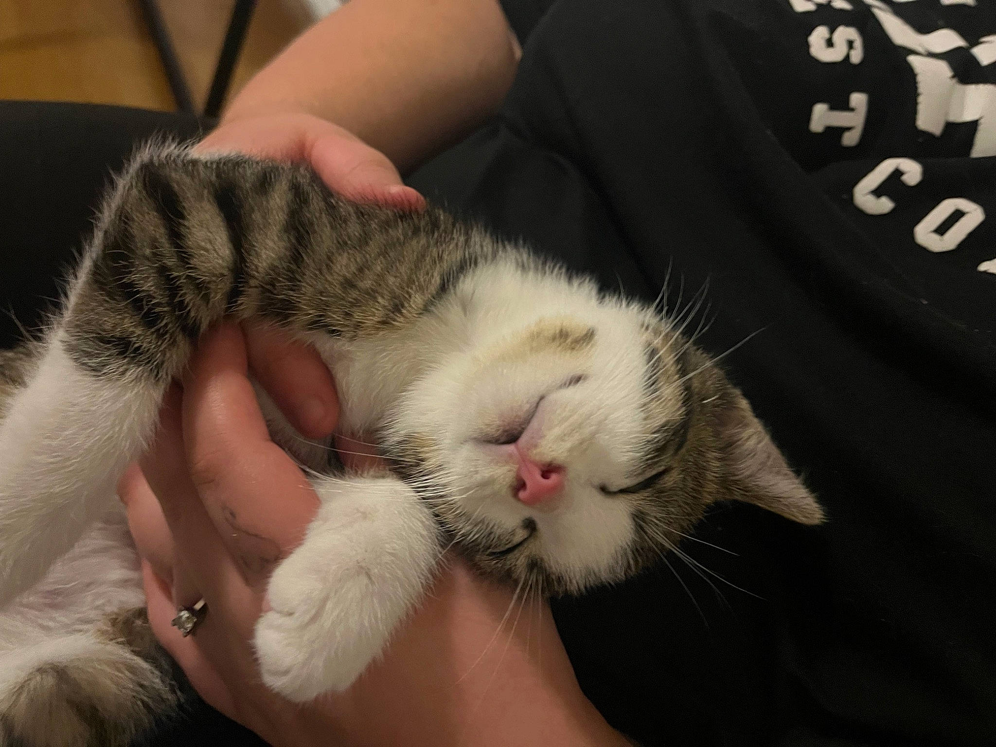 Lilo a rejoint le concours — aidez-le/la à gagner de superbes lots ! carnivore, cat, claw, comfort, domestic_short_haired_cat, felidae, finger, fur, hand, nail, paw, small_to_medium_sized_cats, snout, whiskers