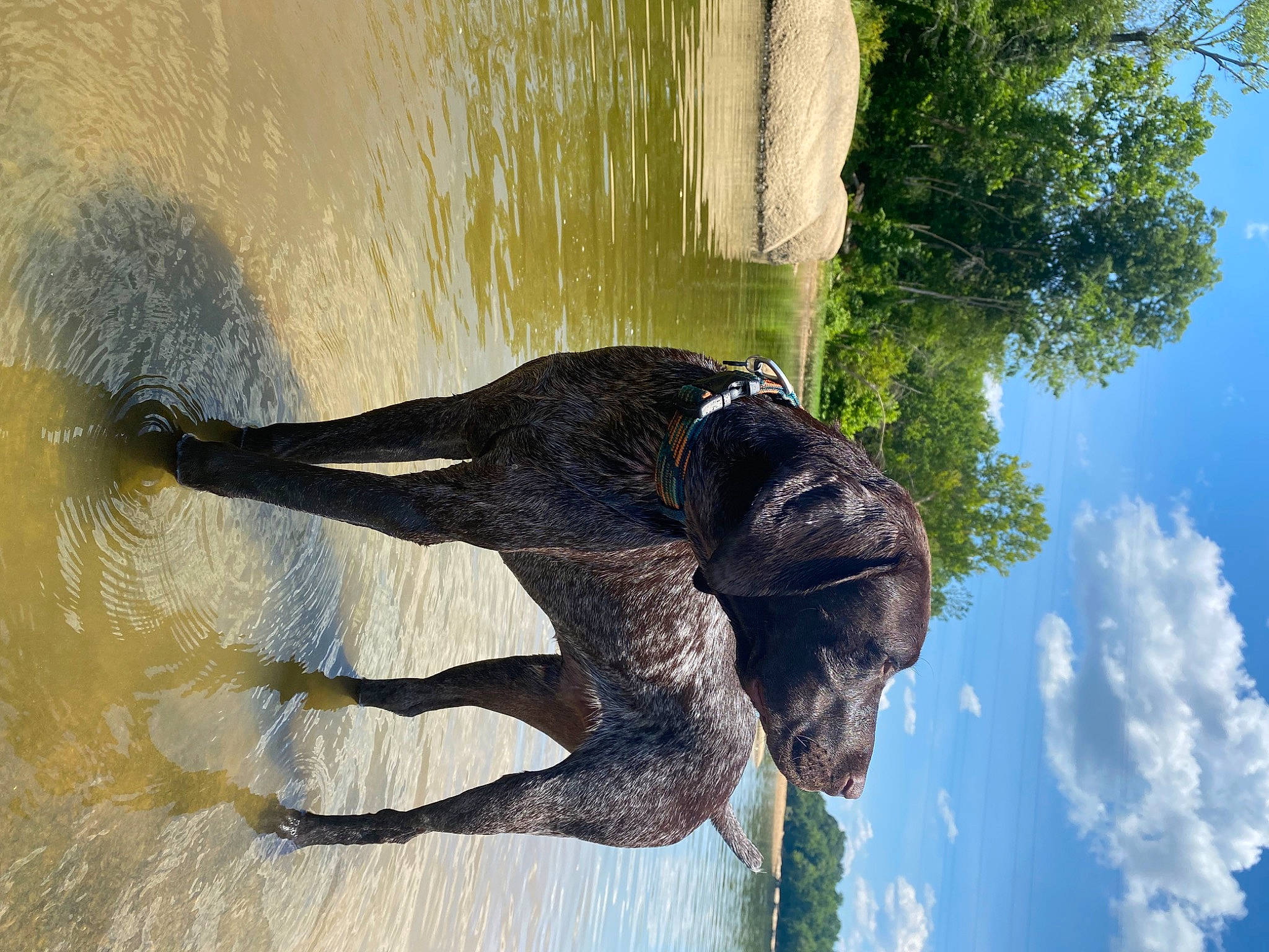 Reed joined the competition — help win amazing prizes! beak, canidae, cloud, cumulus, dog_breed, lake, plant, recreation, reflection, sculpture, shadow, sky, sporting_group, tail, terrestrial_animal, tree, water, wildlife, wing, working_animal