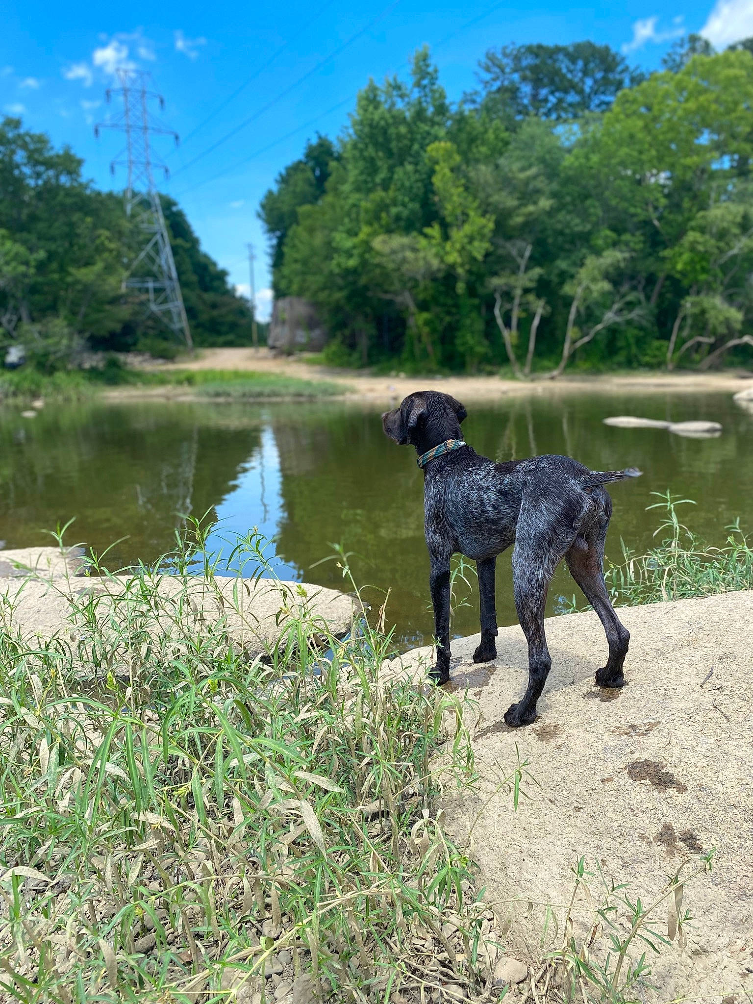 Reed is registered to the contest to win money with this photo: carnivore, cloud, companion_dog, dog, dog_breed, fawn, grass, lacustrine_plain, lake, landscape, leisure, natural_landscape, plant, sky, sporting_group, standard_poodle, tail, tree, water, working_animal