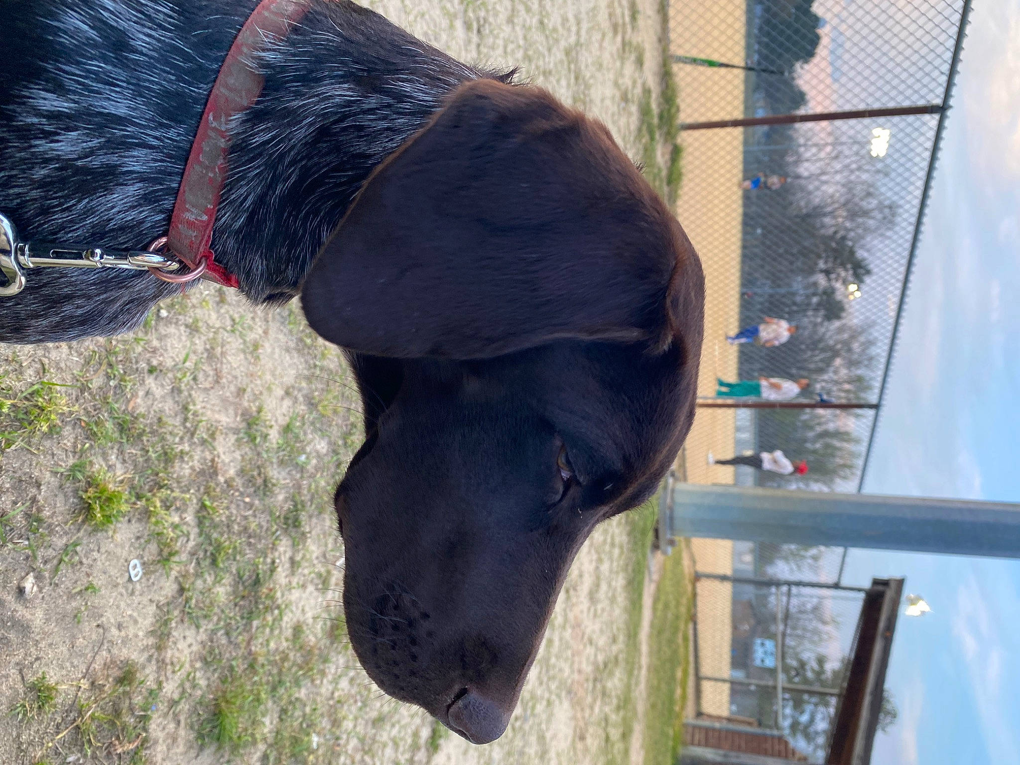 Reed is registered to the contest to win money with this photo: canidae, carnivore, collar, dog, dog_breed, dog_collar, dog_supply, electric_blue, fashion_accessory, fawn, fur, hat, leash, liver, pet_supply, sky, snout, sporting_group, terrestrial_animal, working_animal