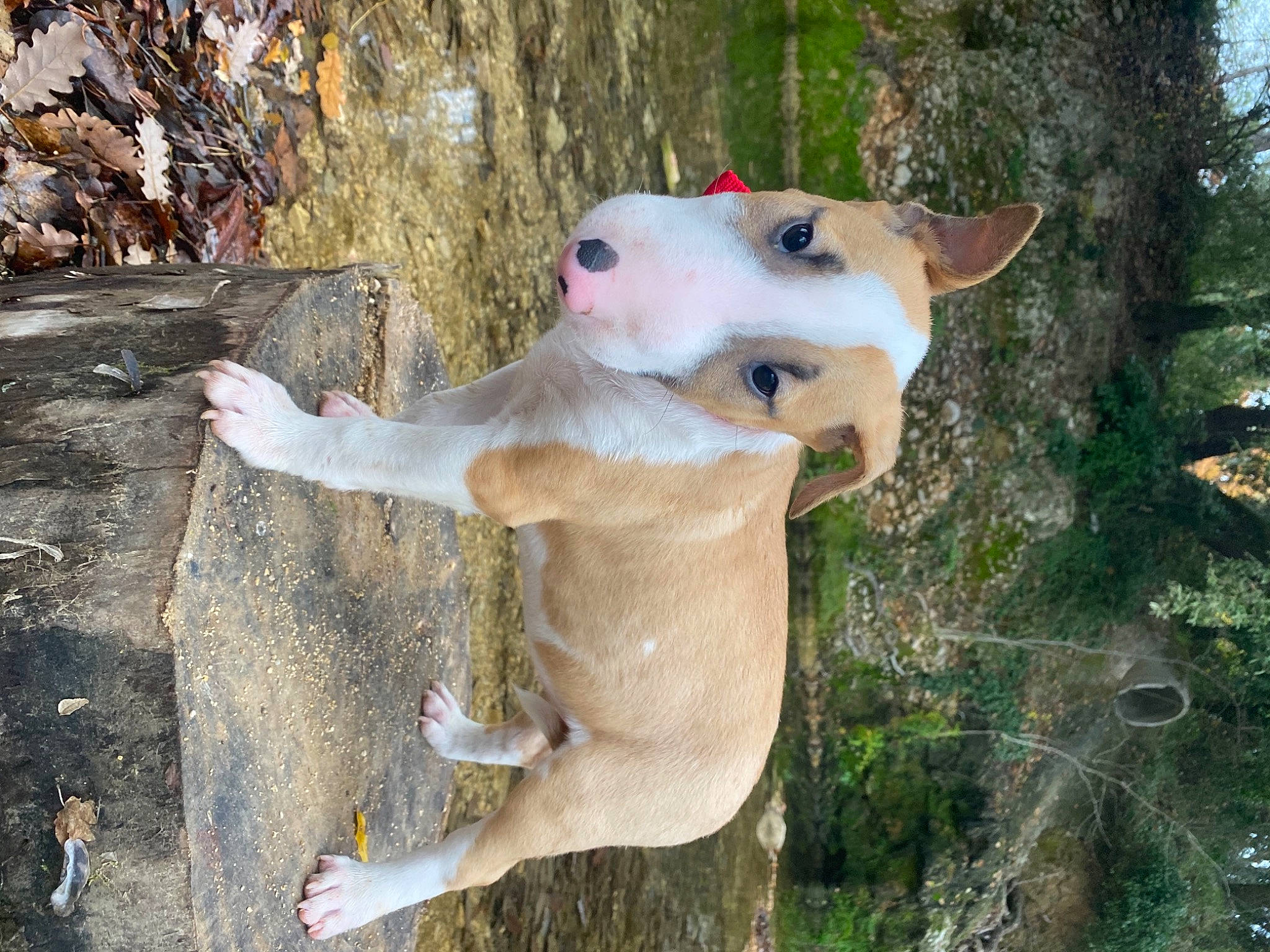 Simba a rejoint le concours — aidez-le/la à gagner de superbes lots ! art, carnivore, companion_dog, dog, dog_breed, fawn, felidae, grass, organism, plant, recreation, snout, sporting_group, tail, toy, tree, trunk, wood, working_animal