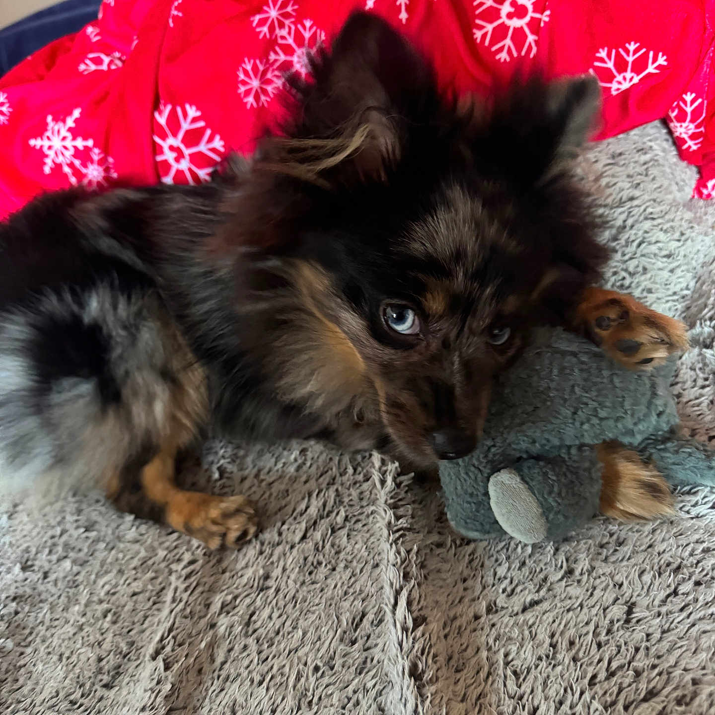 Bamba is registered to the contest to win money with this photo: accessories, animal, blanket, canine, cat, cockerspaniel, couch, cushion, dog, eskimodog, furniture, germanshepherd, headband, homedecor, hound, kitten, papillon, pet, puppy, terrier