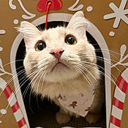 Buttercup is registered to the contest to win money with this photo: animal, bandana, cat, close_up, cream_colored, curious, cute, decorations, ears, face, festive, fur, gingerbread_house, holiday, indoor, mammal, nose, paws, pet, whiskers