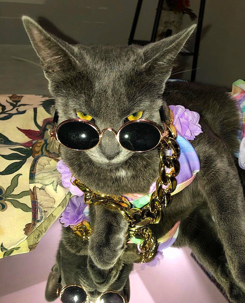 Sindel joined the competition — help win amazing prizes! carnivore, cat, costume_hat, domestic_short_haired_cat, eyewear, fashion_accessory, felidae, fur, glasses, grey, hat, jewellery, magenta, purple, small_to_medium_sized_cats, snout, stuffed_toy, sunglasses, thread, whiskers