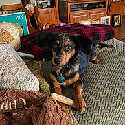 Boomer joined the competition — help win amazing prizes! dog, puppy, bed, blanket, pillow, toy, indoor, fur, ears, collar, tag, wooden_furniture, carpet, quilt, brown, black, tan, cute, pet, relaxed