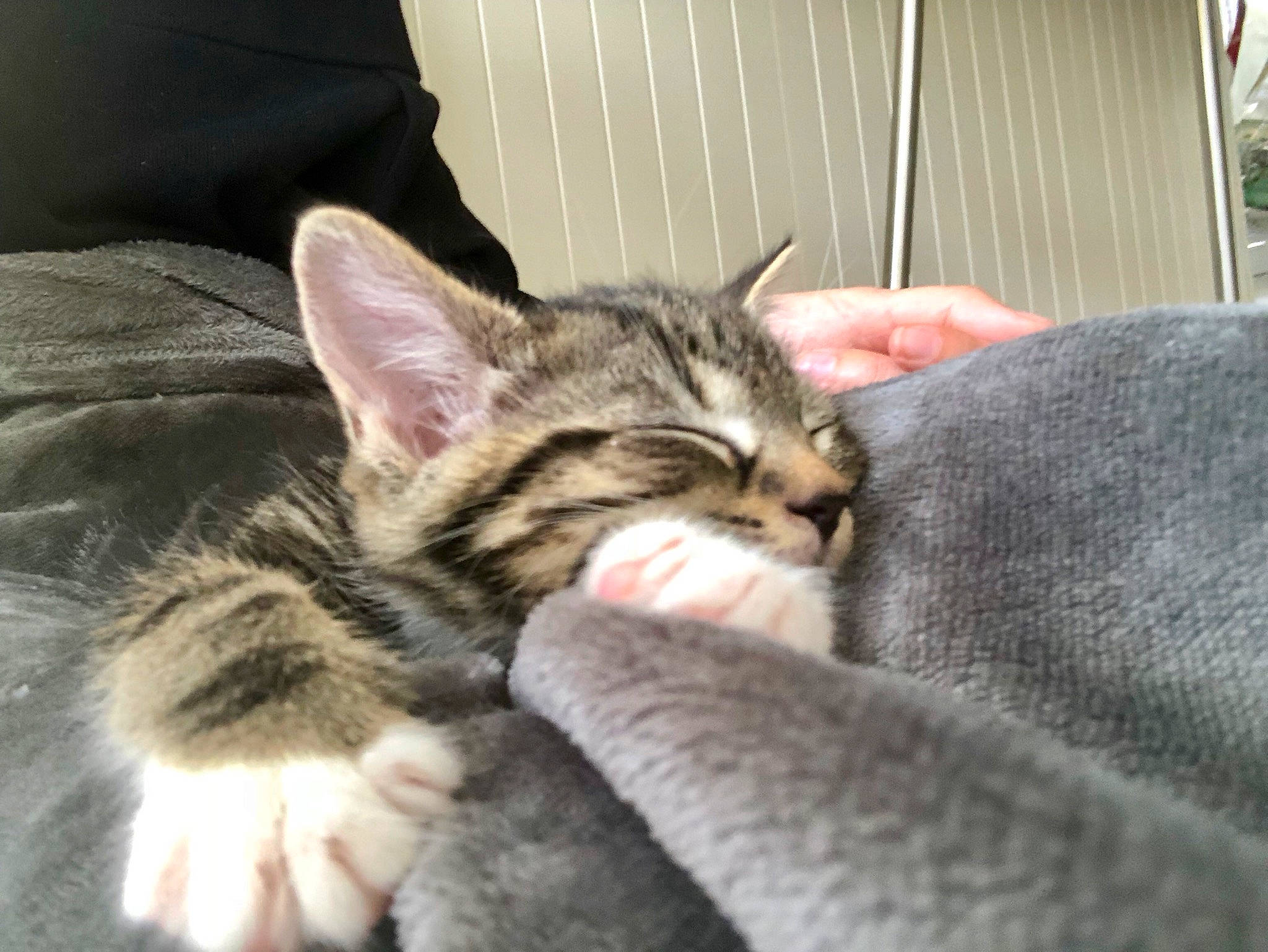 Jaffa joined the competition — help win amazing prizes! aegean_cat, american_shorthair, american_wirehair, asian, carnivore, cat, claw, domestic_short_haired_cat, dragon_li, european_shorthair, felidae, fur, kitten, mammal, pixie_bob, polydactyl_cat, small_to_medium_sized_cats, sokoke, tabby_cat, whiskers