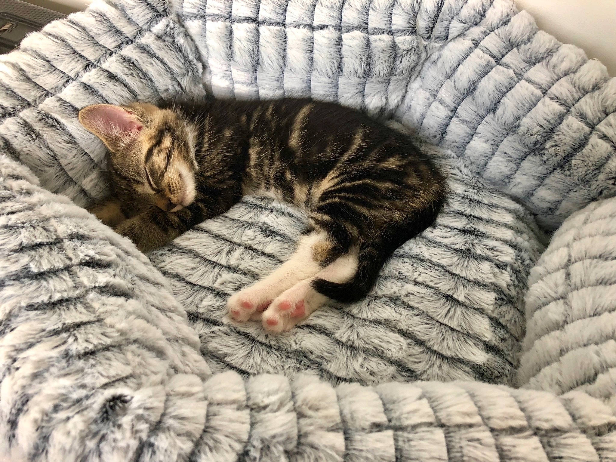 Jaffa is registered to the contest to win money with this photo: american_shorthair, asian, carnivore, cat, cat_bed, domestic_short_haired_cat, dragon_li, european_shorthair, eye, felidae, fur, kitten, nap, paw, sleep, small_to_medium_sized_cats, tabby_cat, tail, toyger, whiskers