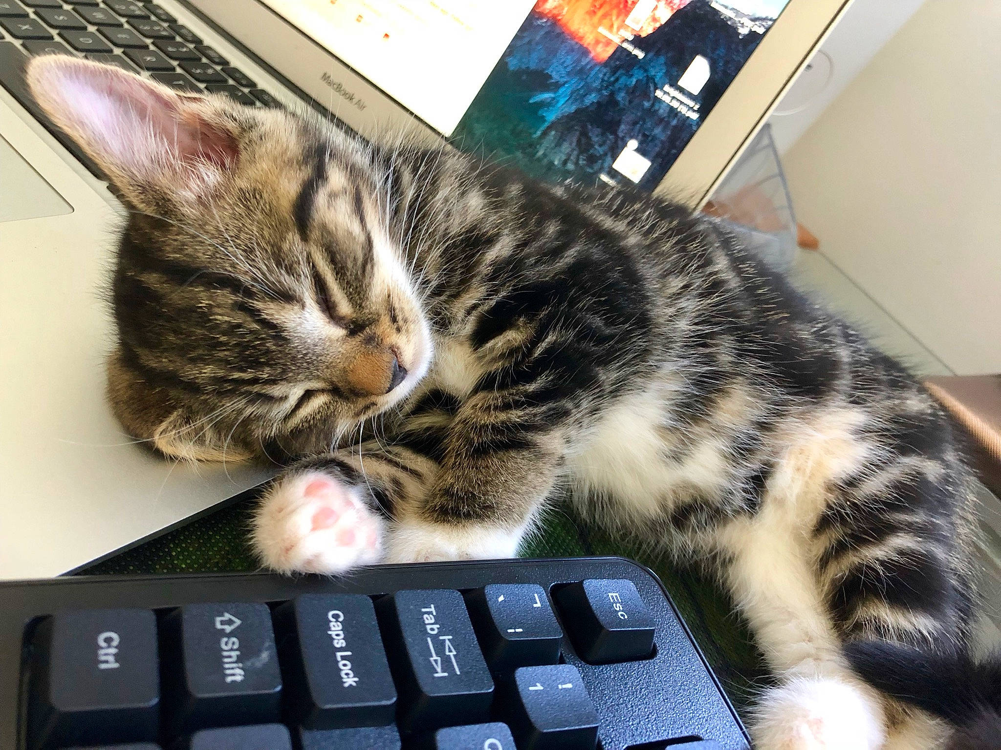 Jaffa is registered to the contest to win money with this photo: american_shorthair, asian, carnivore, cat, computer, computer_keyboard, domestic_short_haired_cat, dragon_li, electronic_device, european_shorthair, felidae, fur, input_device, kitten, mouse, paw, small_to_medium_sized_cats, tabby_cat, technology, whiskers