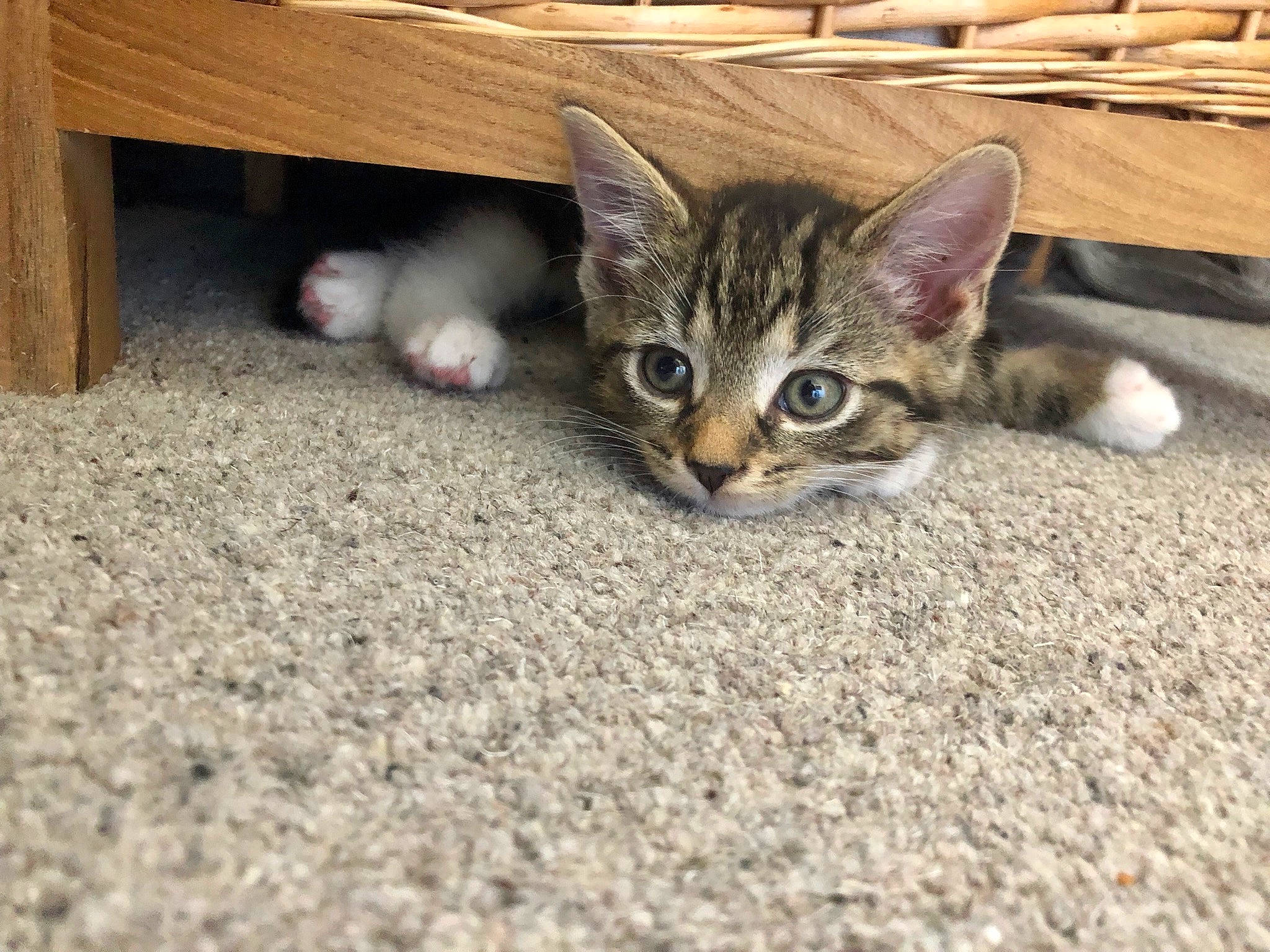 Jaffa joined the competition — help win amazing prizes! aegean_cat, asian, australian_mist, bengal, carnivore, cat, domestic_short_haired_cat, dragon_li, european_shorthair, fawn, felidae, flooring, kitten, mammal, ocicat, small_to_medium_sized_cats, tabby_cat, toyger, vertebrate, whiskers