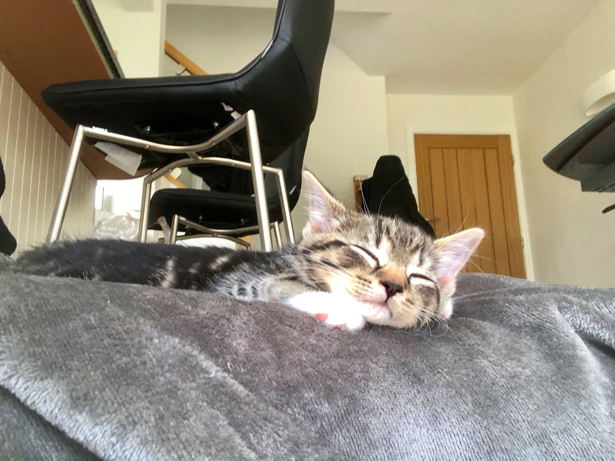 Jaffa joined the competition — help win amazing prizes! american_shorthair, asian, bed, carnivore, cat, comfort, domestic_short_haired_cat, dragon_li, european_shorthair, felidae, fur, furniture, kitten, mammal, pixie_bob, room, small_to_medium_sized_cats, tabby_cat, whiskers