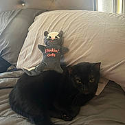 Lucky Doodle joined the competition — help win amazing prizes! animal, bed, black_cat, cat_face, cozy, cute, fabric, feline, gray_bedding, home, indoor, pet, pillow, playful, plush_toy, relaxed, resting, sleeping_area, soft_toy, stuffed_animal