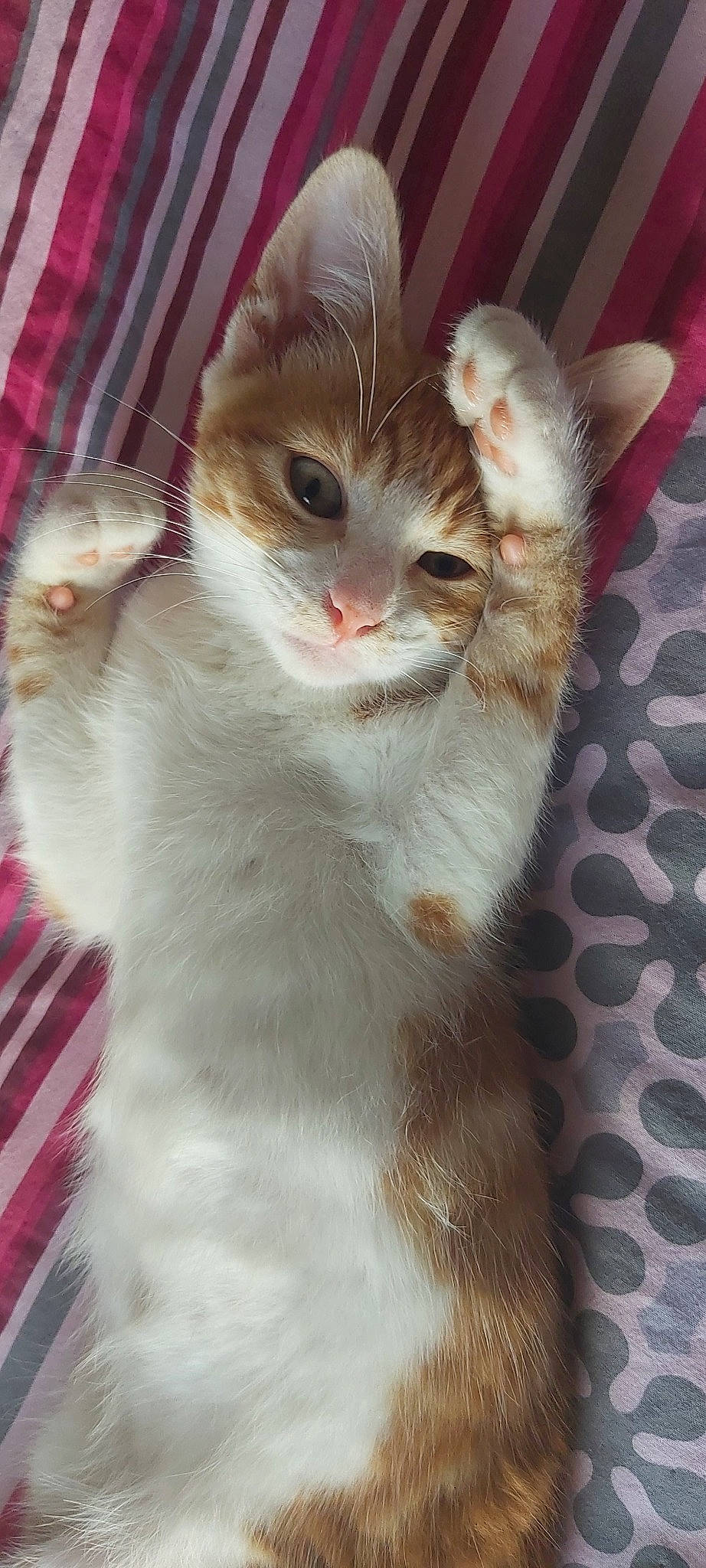 Pompon participe au concours pour gagner de l'argent avec cette photo : aegean_cat, american_curl, american_wirehair, arabian_mau, asian, carnivore, cat, domestic_short_haired_cat, european_shorthair, fawn, felidae, fur, german_rex, kitten, mammal, small_to_medium_sized_cats, tail, turkish_van, vertebrate, whiskers