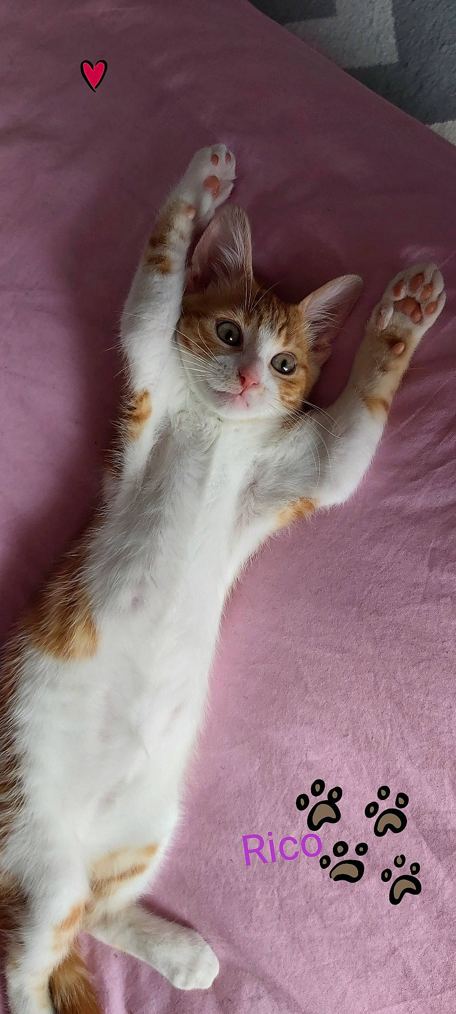 Rico a rejoint le concours — aidez-le/la à gagner de superbes lots ! aegean_cat, american_wirehair, asian, carnivore, cat, domestic_short_haired_cat, felidae, kitten, mammal, norwegian_forest_cat, photo_caption, polydactyl_cat, ragamuffin, small_to_medium_sized_cats, whiskers