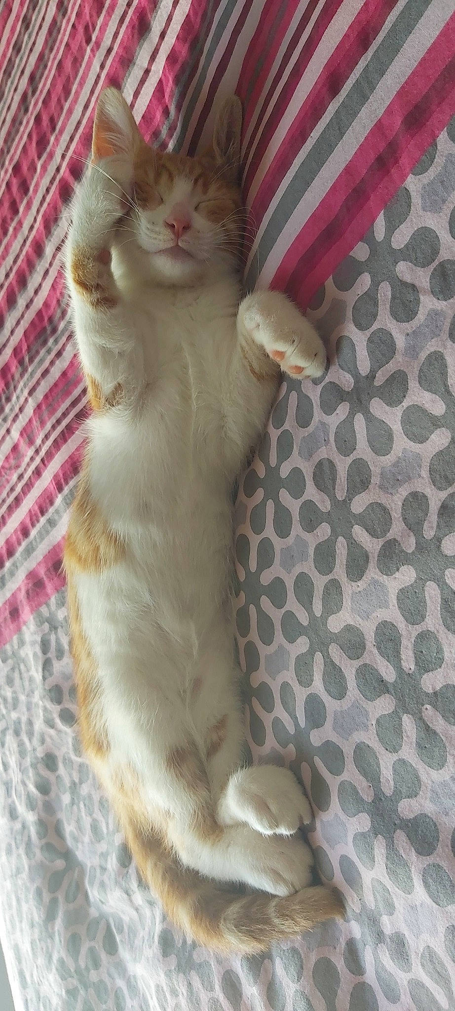 Rico a rejoint le concours — aidez-le/la à gagner de superbes lots ! aegean_cat, american_curl, asian, carnivore, cat, european_shorthair, fawn, felidae, german_rex, kitten, polydactyl_cat, small_to_medium_sized_cats, tail, turkish_angora, whiskers