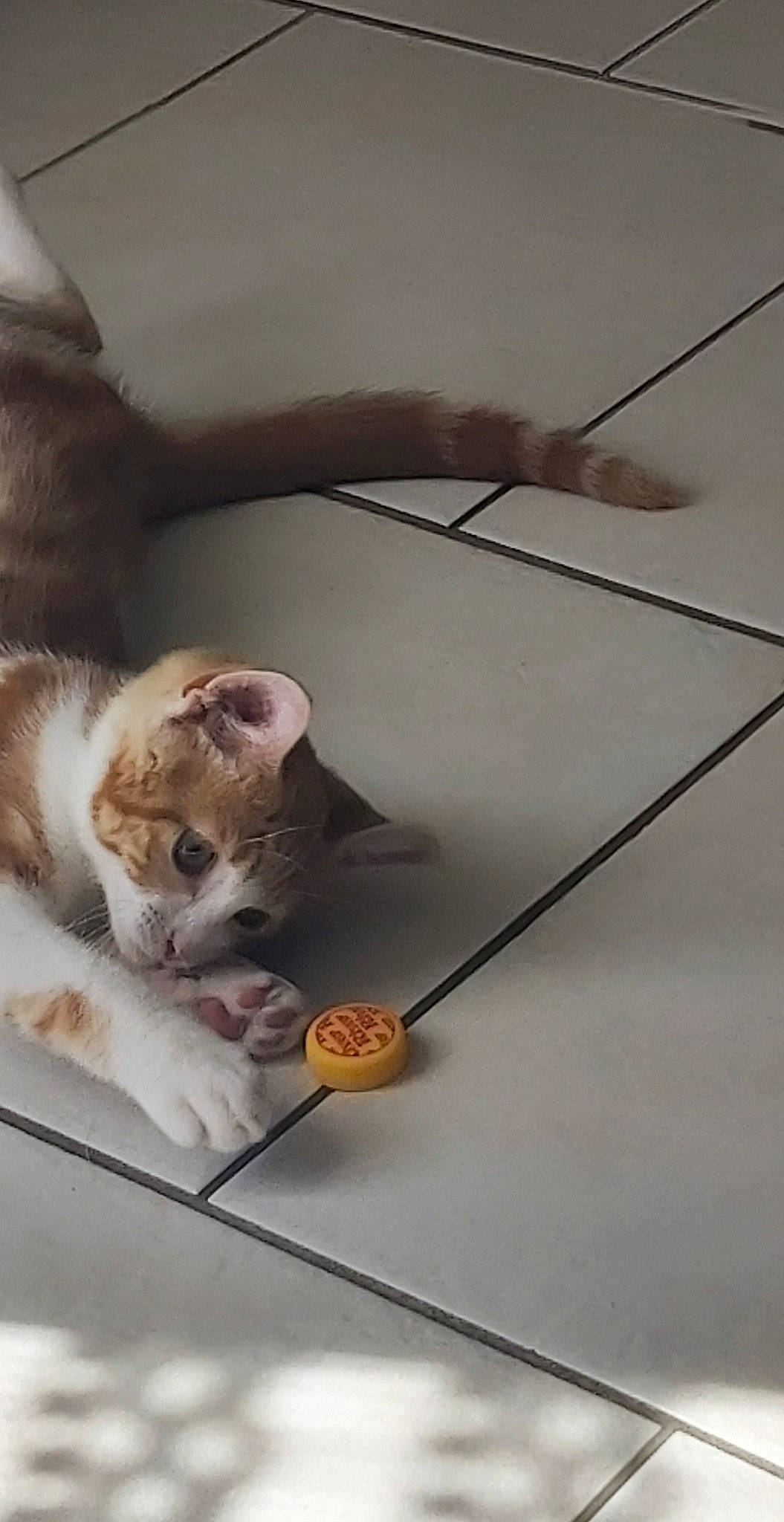 Rico participe au concours pour gagner de l'argent avec cette photo : aegean_cat, carnivore, cat, domestic_short_haired_cat, european_shorthair, felidae, floor, flooring, kitten, munchkin, paw, scottish_fold, small_to_medium_sized_cats, whiskers