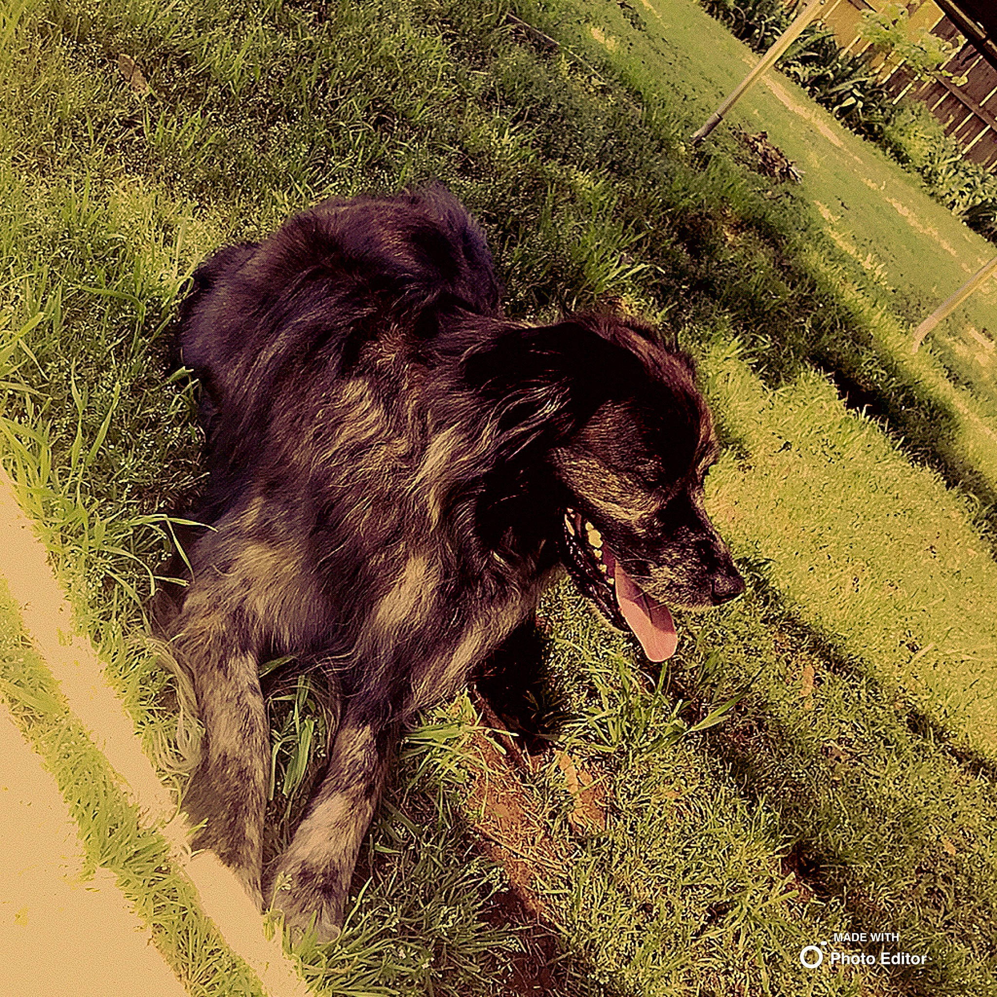 Molly. E joined the competition — help win amazing prizes! boykin_spaniel, canidae, carnivore, dog, dog_breed, grass, green, hovawart, hunting_dog, liver, sporting_group, tail, tints_and_shades