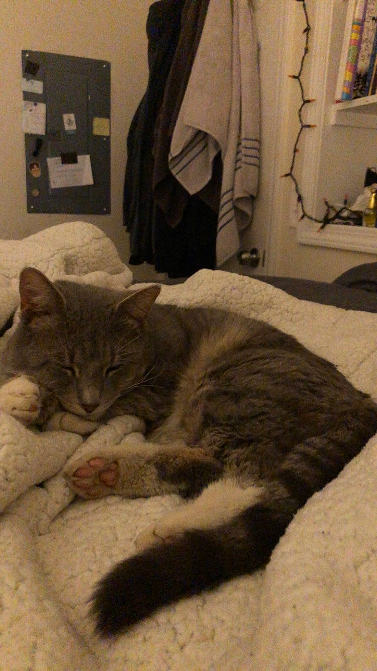 Yuki is registered to the contest to win money with this photo: bed, bedding, carnivore, cat, comfort, curtain, domestic_short_haired_cat, fawn, felidae, flooring, grey, linens, paw, picture_frame, small_to_medium_sized_cats, snout, tail, whiskers, window, wood