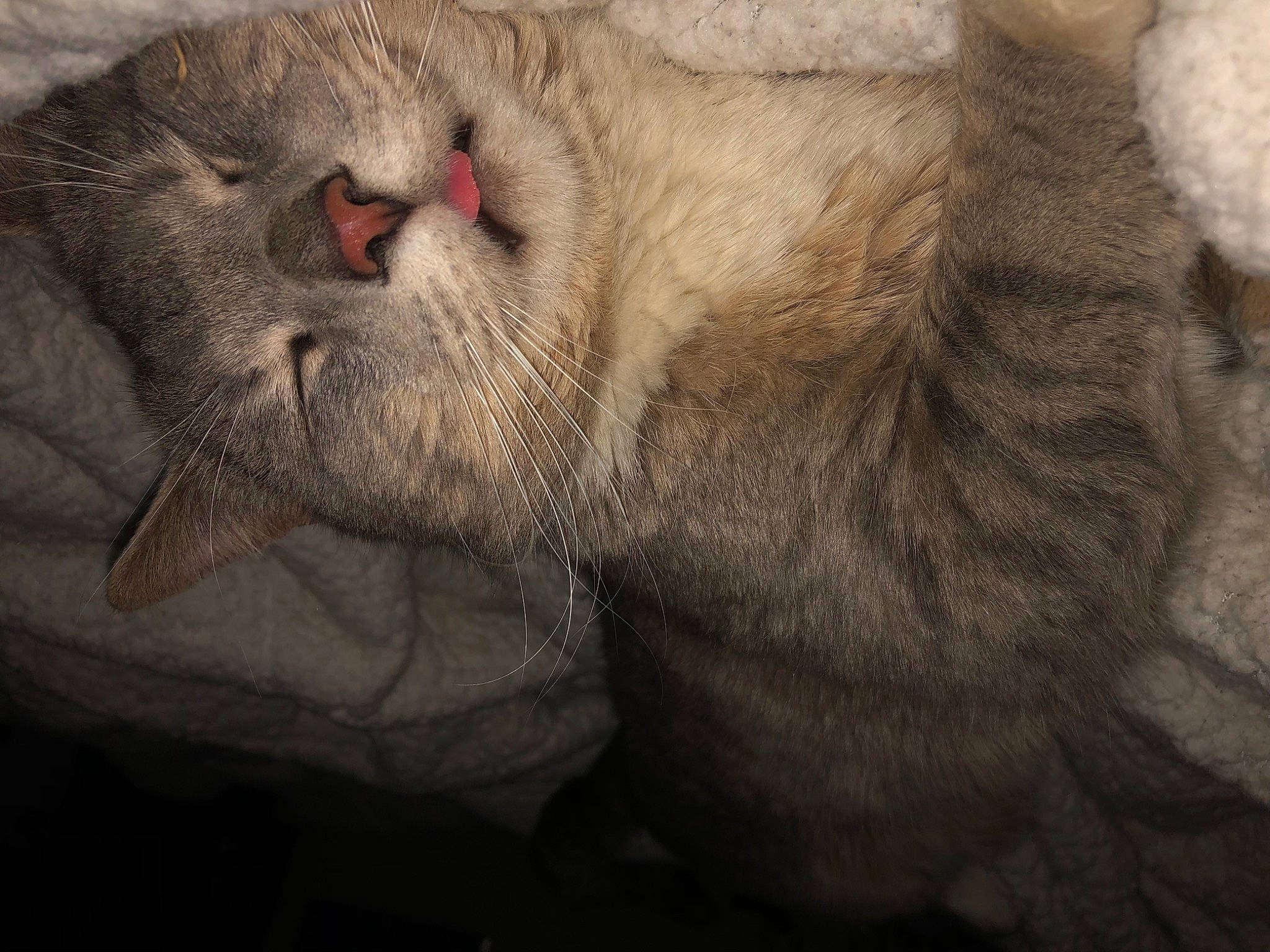 Yuki is registered to the contest to win money with this photo: carnivore, cat, claw, comfort, domestic_short_haired_cat, fawn, felidae, fur, grey, nap, paw, sleep, small_to_medium_sized_cats, snout, tail, terrestrial_animal, whiskers, wildlife, wrinkle