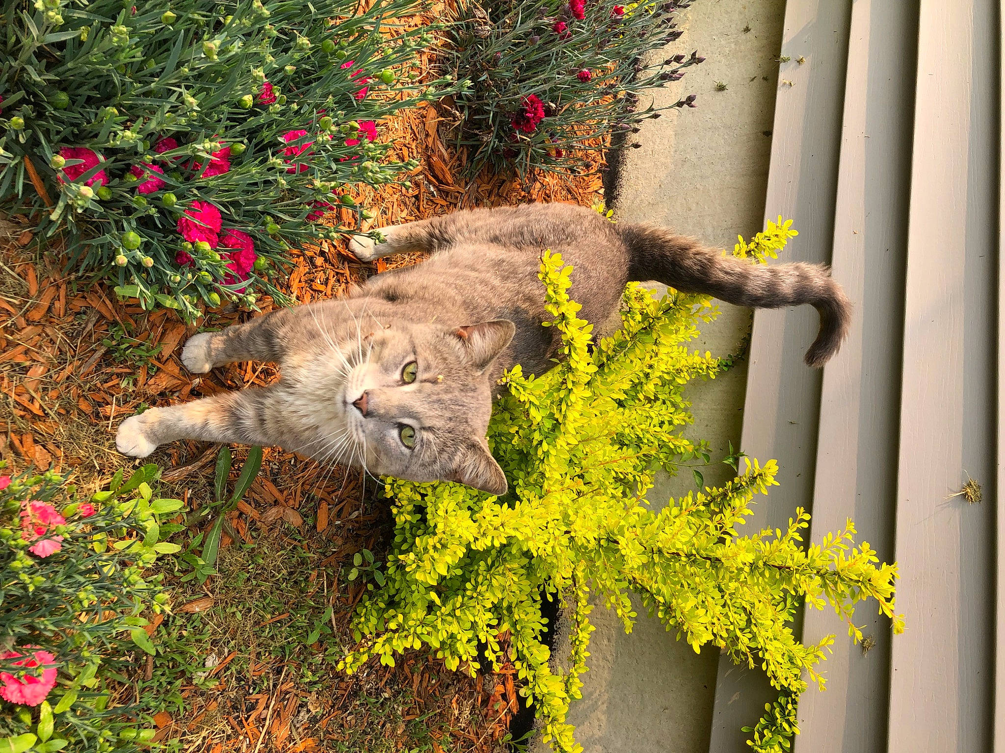 Yuki is registered to the contest to win money with this photo: annual_plant, art, biome, botany, branch, carnivore, fawn, felidae, flower, flowering_plant, grass, groundcover, plant, shrub, tail, tree, trunk, twig, window, wood
