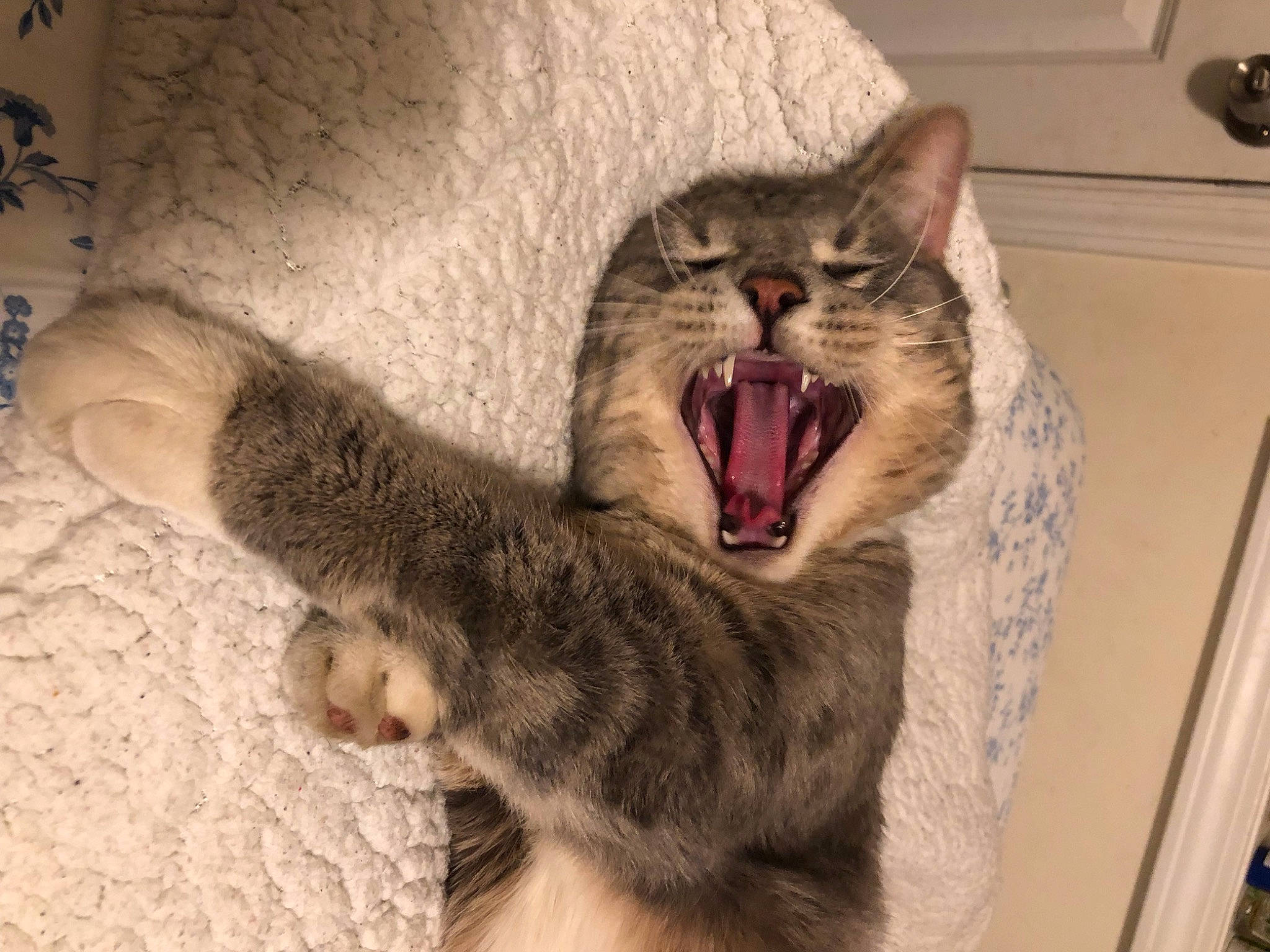 Yuki is registered to the contest to win money with this photo: carnivore, cat, claw, comfort, domestic_short_haired_cat, fang, felidae, fur, jaw, kitchen_appliance, paw, small_to_medium_sized_cats, snout, tail, tooth, whiskers, yawn