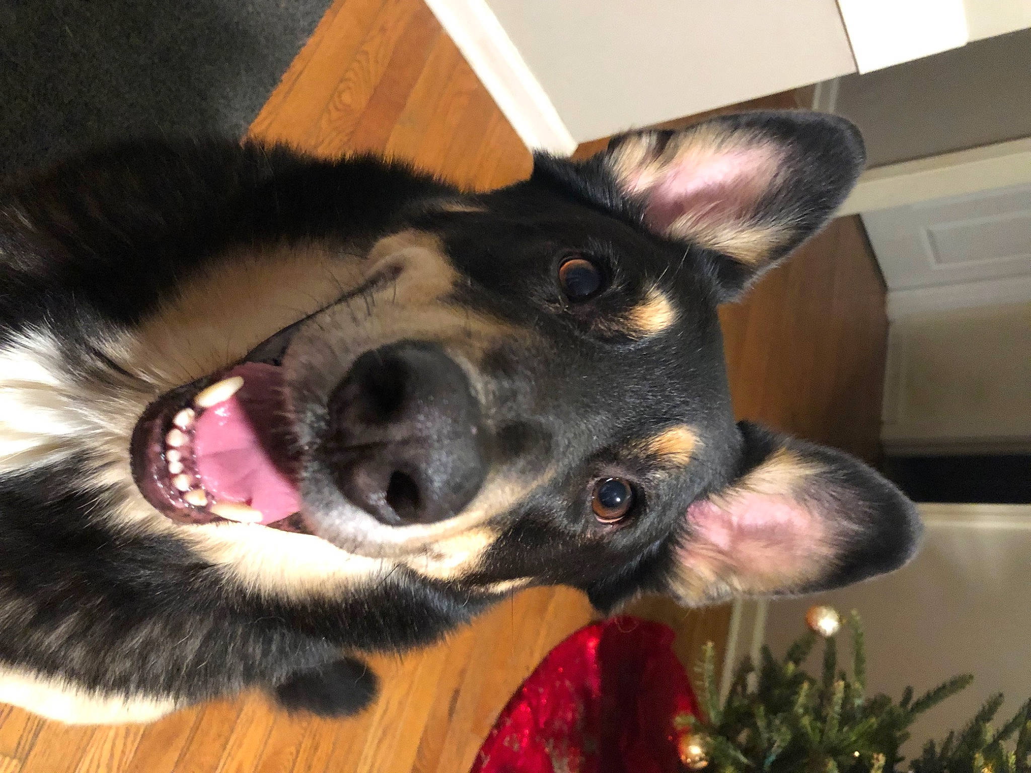 Max joined the competition — help win amazing prizes! canidae, carnivore, christmas_tree, collar, companion_dog, dog, dog_breed, ear, east_european_shepherd, event, foot, fur, herding_dog, holiday, paw, snout, sporting_group, whiskers, working_animal, working_dog