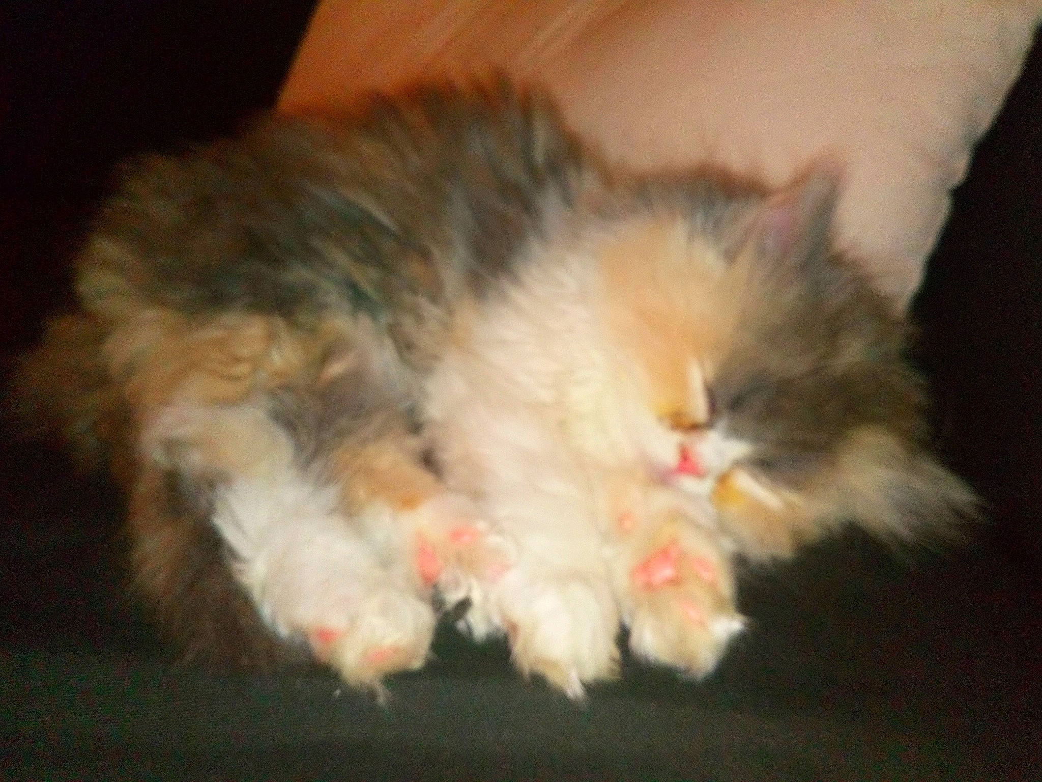 Mïa participe au concours pour gagner de l'argent avec cette photo : british_semi_longhair, carnivore, cat, claw, domestic_long_haired_cat, fawn, felidae, fur, kitten, mammal, napoleon_cat, norwegian_forest_cat, paw, persian, polydactyl_cat, ragamuffin, small_to_medium_sized_cats, snout, tail, whiskers