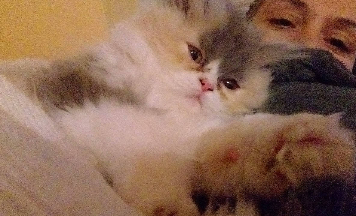 Mïa