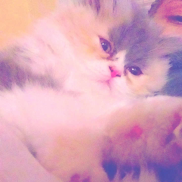 Mïa