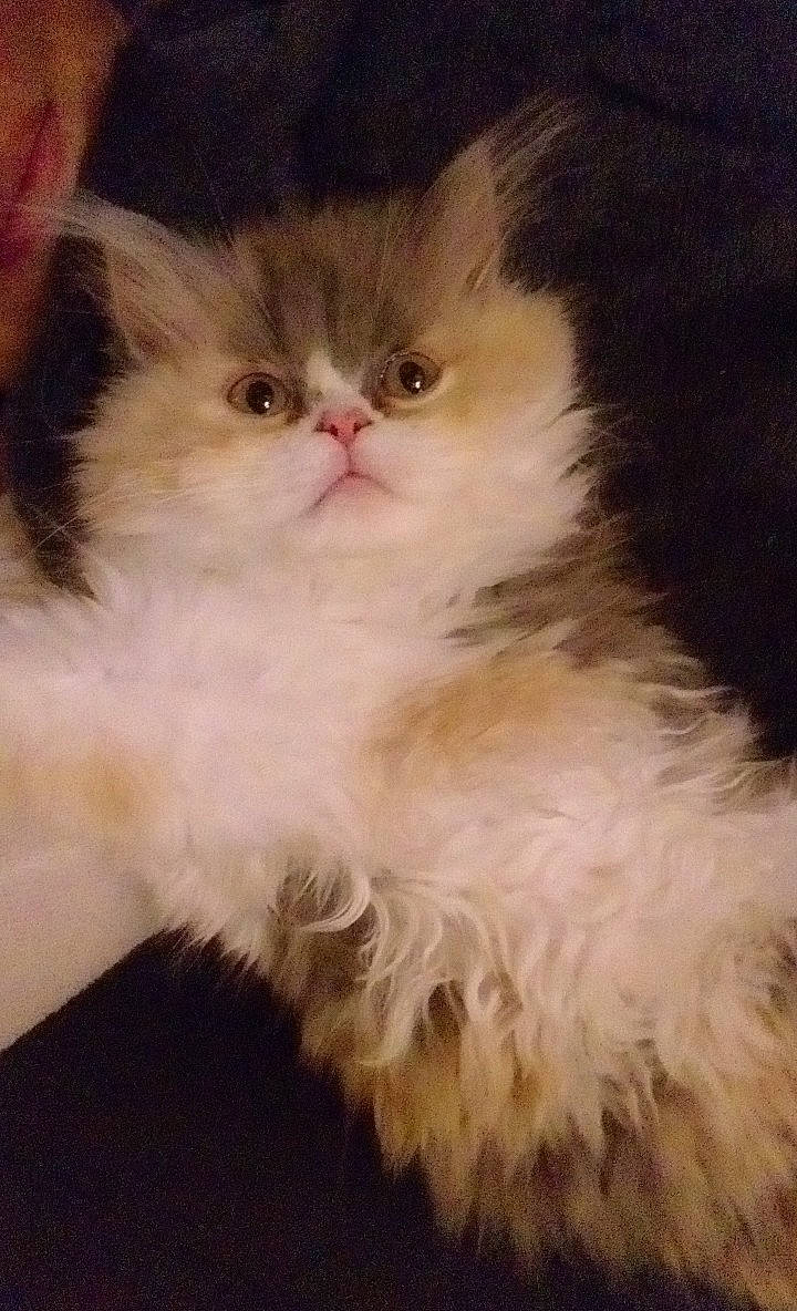 Mïa a rejoint le concours — aidez-le/la à gagner de superbes lots ! asian_semi_longhair, british_longhair, british_semi_longhair, carnivore, cat, domestic_long_haired_cat, eye, fawn, felidae, fur, kitten, mammal, napoleon_cat, norwegian_forest_cat, persian, ragamuffin, ragdoll, small_to_medium_sized_cats, vertebrate, whiskers