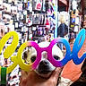 Pipo a rejoint le concours — aidez-le/la à gagner de superbes lots ! cool, eyewear, fawn, fun, glasses, photography, purple, selfie, sunglasses, vision_care