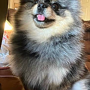 Pixie Rose joined the competition — help win amazing prizes! dog, fluffy, tongue_out, indoor, couch, pet, happy, fur, small_dog, sitting, cute, animal, domestic_animal, face, ears, nose, paw, furniture, home, portrait