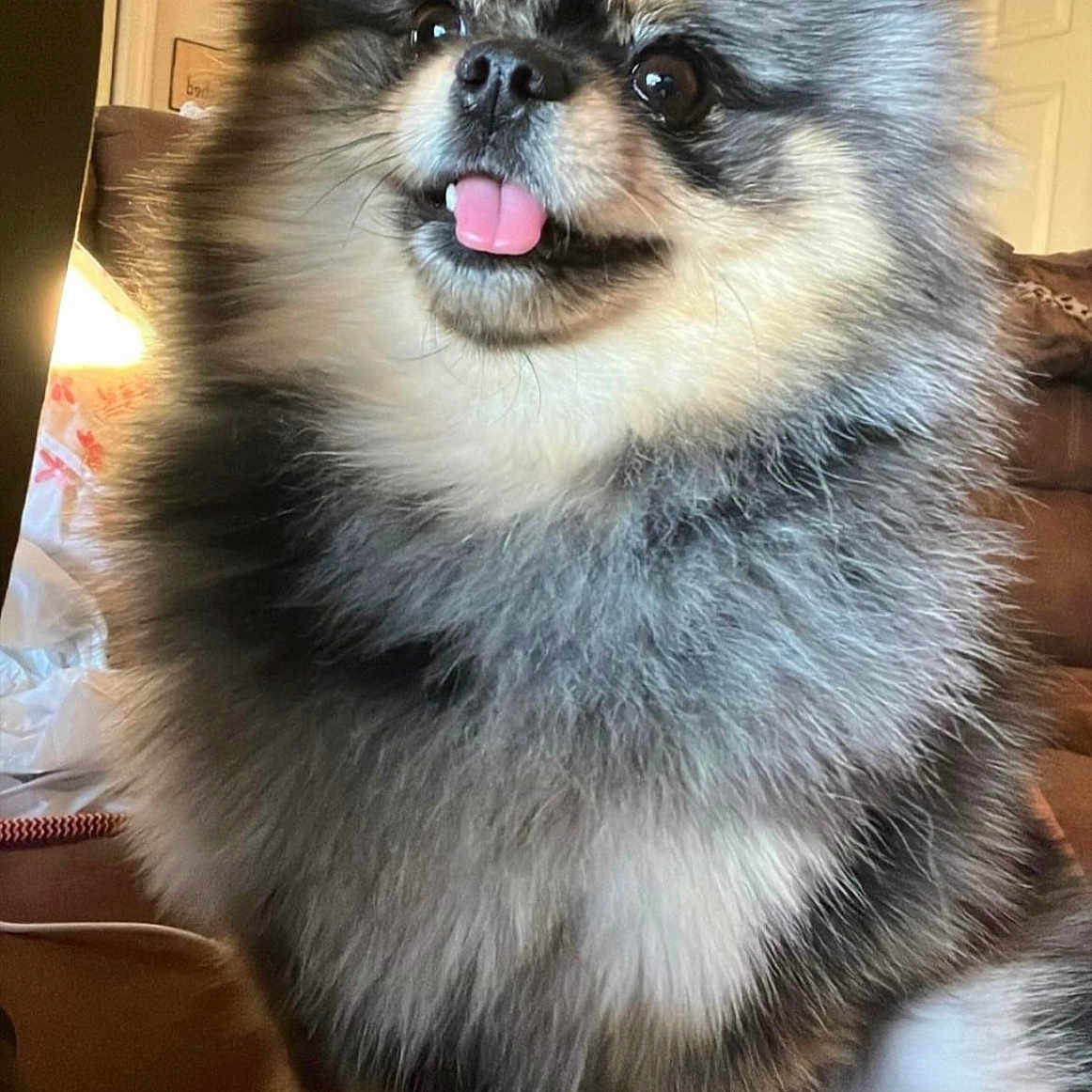 Pixie Rose joined the competition — help win amazing prizes! animal, couch, cute, dog, domestic_animal, ears, face, fluffy, fur, furniture, happy, home, indoor, nose, paw, pet, portrait, sitting, small_dog, tongue_out