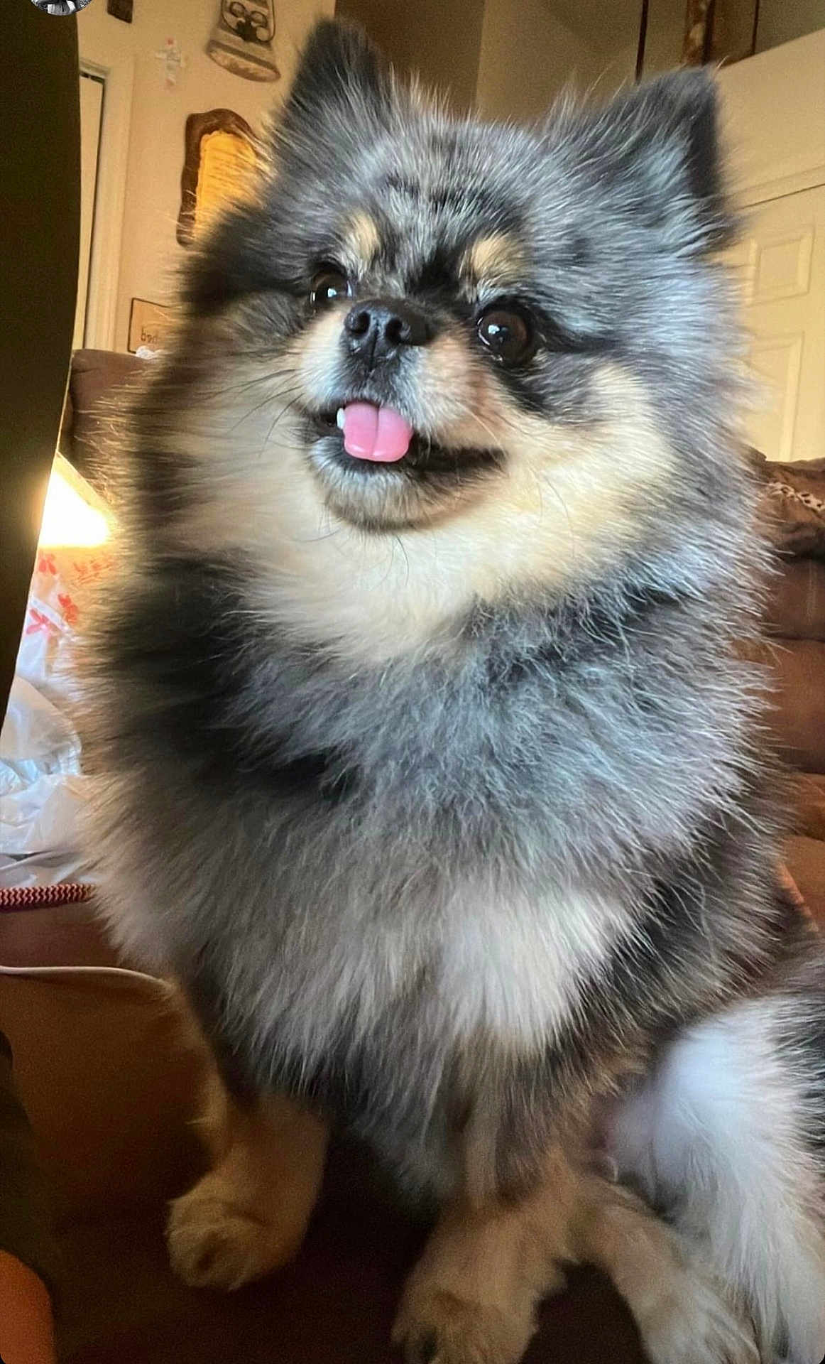 Pixie Rose joined the competition — help win amazing prizes! dog, fluffy, tongue_out, indoor, couch, pet, happy, fur, small_dog, sitting, cute, animal, domestic_animal, face, ears, nose, paw, furniture, home, portrait