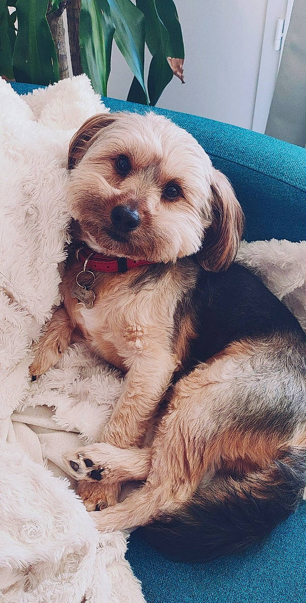 Dark participe au concours pour gagner de l'argent avec cette photo : canidae, carnivore, companion_dog, dog, dog_breed, dog_supply, fawn, fur, happy, paw, puppy, puppy_love, snout, sporting_group, toy_dog, whiskers, working_animal