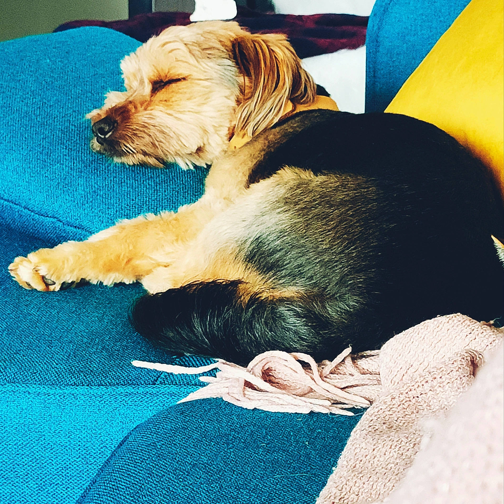 Dark a rejoint le concours — aidez-le/la à gagner de superbes lots ! blue, canidae, carnivore, comfort, companion_dog, dog, dog_breed, dog_supply, fur, liver, nap, paw, puppy, sitting, small_terrier, snout, sporting_group, terrier, toy_dog, working_animal