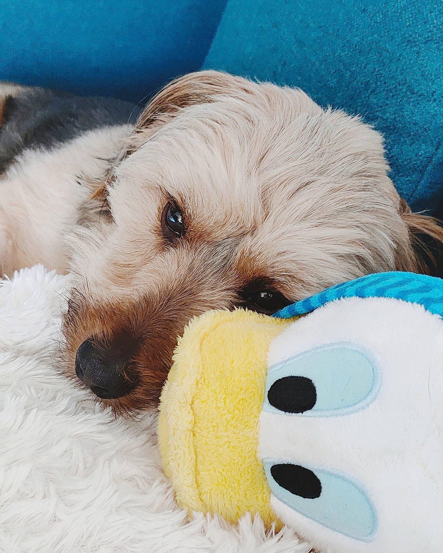 Dark a rejoint le concours — aidez-le/la à gagner de superbes lots ! bed, canidae, carnivore, comfort, companion_dog, dog, dog_breed, dog_supply, dog_toy, fur, linens, mammal, paw, plush, snout, stuffed_toy, teddy_bear, toy, toy_dog, whiskers