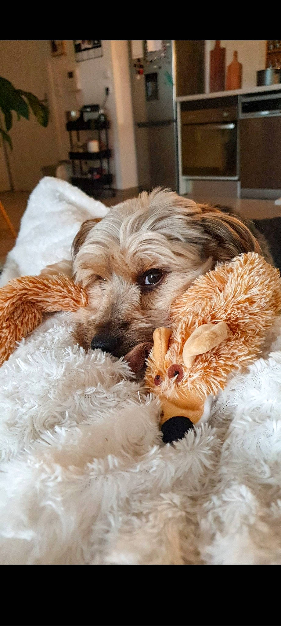 Dark a rejoint le concours — aidez-le/la à gagner de superbes lots ! canidae, carnivore, companion_dog, dog, dog_breed, dog_collar, fawn, fur, houseplant, poodle, small_terrier, smile, snout, sporting_group, sunglasses, terrier, toy_dog, water_dog, working_animal, yorkipoo