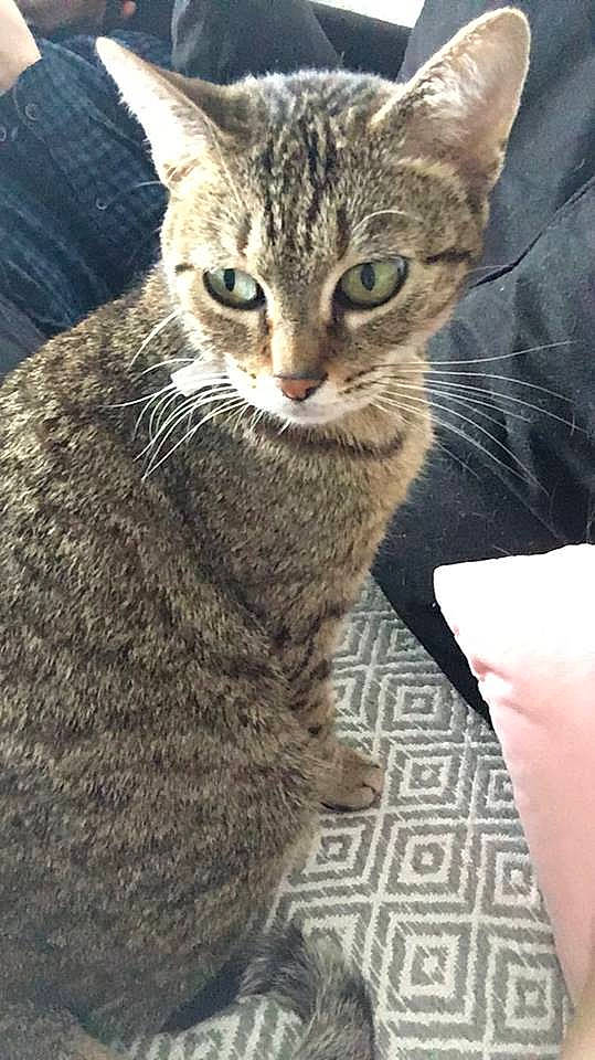 Poups participe au concours pour gagner de l'argent avec cette photo : aegean_cat, asian, australian_mist, california_spangled, carnivore, cat, chausie, domestic_short_haired_cat, dragon_li, egyptian_mau, european_shorthair, felidae, german_rex, mammal, pixie_bob, small_to_medium_sized_cats, tabby_cat, vertebrate, whiskers, wild_cat