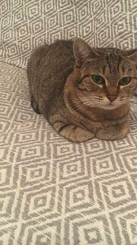 Poups a rejoint le concours — aidez-le/la à gagner de superbes lots ! american_shorthair, asian, california_spangled, carnivore, cat, domestic_short_haired_cat, dragon_li, european_shorthair, felidae, kitten, mammal, ocicat, pattern, small_to_medium_sized_cats, snout, tabby_cat, whiskers, wild_cat