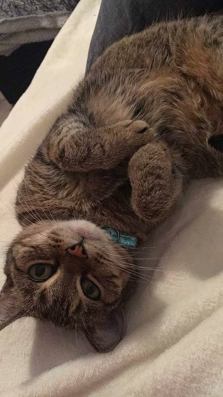 Poups a rejoint le concours — aidez-le/la à gagner de superbes lots ! asian, british_shorthair, carnivore, cat, claw, domestic_short_haired_cat, dragon_li, european_shorthair, fawn, felidae, fur, kitten, nap, paw, skin, sleep, small_to_medium_sized_cats, snout, tabby_cat, whiskers