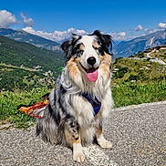 Twix participe au concours pour gagner de l'argent avec cette photo : dog, australian_shepherd, mountain, nature, sky, clouds, grass, road, hills, village, happy, tongue_out, outdoor, sunny, scenic, pet, animal, canine, fur, sitting