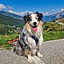 dog, australian_shepherd, mountain, nature, sky, clouds, grass, road, hills, village, happy, tongue_out, outdoor, sunny, scenic, pet, animal, canine, fur, sitting